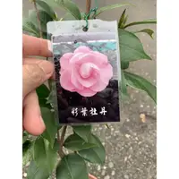 在飛比找蝦皮購物優惠-『宥植栽&果苗』彩葉牡丹 茶花/茶花苗