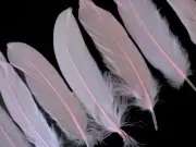 USA SELLER | 1 Pack - Baby Pink Goose Satinettes loose feathers 0.3 oz. Craft