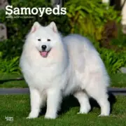 Samoyeds Wall 2024 Calendar Stylish Collectible Gift