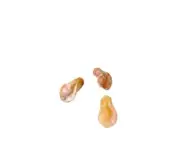 Speckled Peach Chalcedony Rose Bud Beads | 20x10x6mm to 25x14x8mm | 3 Beads |