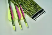 24 X 30" CAMO CARBON ARROWS FOR COMPOUND OR RECURVE BOW TARGET ARCHERY NEW