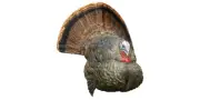 Avian X LCD Strutter Turkey Decoy - AVX8004