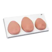 3B Scientific Breast Self Examination model, three single breasts on base L55