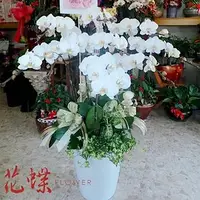 在飛比找PChome商店街優惠-【台北花蝶網路花店】落地蝴蝶蘭花豪華適合送喪宅表達無限懷念喪