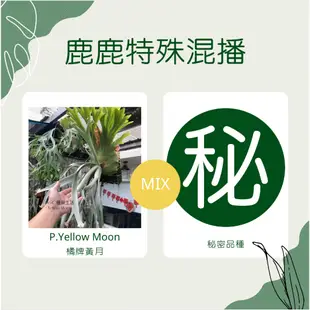 鹿鹿好可愛 🦌🌱 獨家特殊混播鹿角蕨🌱P.Yellow Moon 橘牌黃月X某侏儒 小苗區 每組為10顆小苗