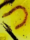 Fossil amber Insect burmite Burmese Cretaceous Millipede Insect Myanmar