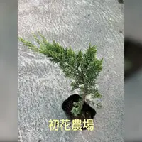 在飛比找蝦皮購物優惠-初花農場|倒柏|3吋盆|林木植物|----定價100特價80