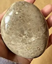 Beautiful Hand Polished Petoskey Stone Fossil Lake Michigan Coral 16.3 oz
