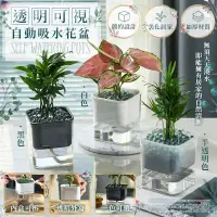 在飛比找PChome24h購物優惠-透明可視自動吸水花盆 無須天天澆水 雙層盆栽 水培花盆 創意