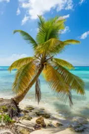 Fantasy Island Beach Palm Trees Sunny Seascape Room Decor Print - POSTER 20x30