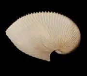 Sea shells Argonauta argo 159.5mm Aquarium Decoration Products
