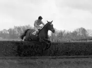 As-Tu-Vu" ridden by Dick Francis clears a hurdle 1953 Horse Racing Old Photo