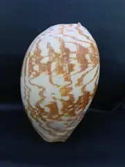 MASSIVE, heavy 11" melo AMPHORA Australian bailer sea shell Collector #12778