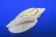 GIANT Lyria kurodai,111mm length(4.37 inch)-Nice color-Nature shell -Beautiful