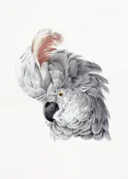 [Namly Design] Poster - Cockatoo Art