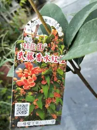 在飛比找Yahoo!奇摩拍賣優惠-樹苗~武藤香水紅桂～6吋/高度不含盆高35-55公分~花精靈