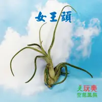 在飛比找蝦皮購物優惠-【玩美】空氣鳳梨—女王頭 Tillandsia Caput 