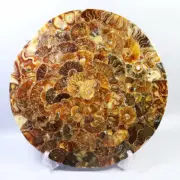 253mm AMMONITE SHELL JURASSIC FOSSIL DISK HALF CUT w/ Acrylic Stand Madagascar