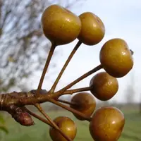 在飛比找蝦皮購物優惠-豆梨｜マメナシ ｜🌿植悟誌 健康植株 黑膠盆 樹幹粗壯⚠️植