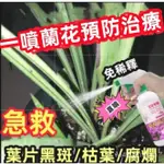 🍓免運附發票🍓 蘭花雙效一噴全消 正品 蘭花營養液 專治黑斑 黃葉 幹尖焦 頭爛根 炭疽專用營養液 蘭花黑尖專用