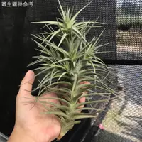 在飛比找蝦皮購物優惠-空氣鳳梨 紫羅蘭/貝姬 Tillandsia aeranth