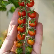 Tomato - Sweet Marbles seeds