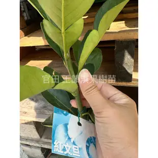 ［種植趣］文旦 柚子 新品種 全紅文旦 紅皮紅肉 麻豆文旦柚 大白柚 西施柚 紅文旦 紅柚 紅鶴文旦 三紅蜜柚 果樹 苗