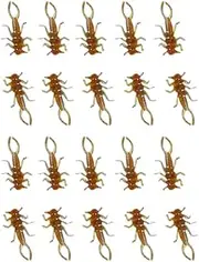 Pumpkinseed Soft Plastic stonefly 20 Pack