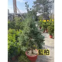 在飛比找蝦皮購物優惠-藍柏 高度約120公分  針柏 倒柏 龍柏 檀香柏 藍冰柏 