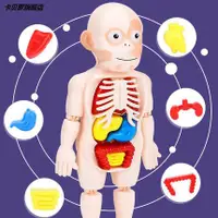 在飛比找蝦皮購物優惠-台灣現貨🍅人體構造模型 兒童科教人體器官模型 模型玩具 拼插