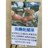 在飛比找蝦皮購物優惠-樹花園～長壽姬蘋果、海棠、冬紅果