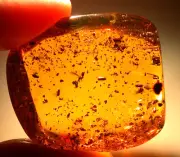 Swarm of Beetles with Winged Ant in Dominican Amber Fossil Gem Large 13 grams