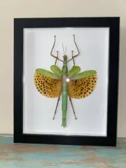 Paracyphocrania major in a Frame