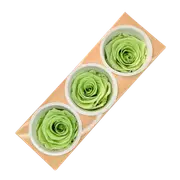 Blooms of Joy 6cm Lime Green Preserved Rose 3 Pack