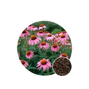 Echinacea Purpurea - Seed Packet - Organic Seeds - Spring - Summer