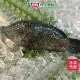 海水吳郭魚300~400G/尾