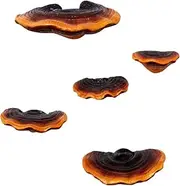 WAEPE Set of 5 Mushroom Shelf Reishi Mushroom Shelves Wall Decor Mini Mushroom Decor Floating Shelves for Bedroom Reptile Tank Accessories Cottage Corner Wall Decor