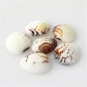 10PCS 2 - 3 cm Clams Shells Aquarium Fish Tank Decor Ornament Embellishment