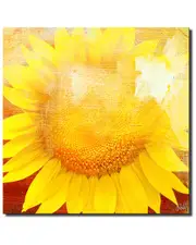 Ready2HangArt Painted Petals XCVIII Wrapped Canvas Wall Art Set