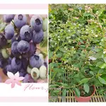 芙菈朵森林 暖地小藍莓/藍莓 藍莓肥料 5-6吋盆 樹苗 花苗 水果苗
