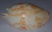 265 mm GREAT PATTERN Melo Amphora Volute Seashell #AB6 From Labuan Bajo