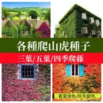 🍂四季常青爬山虎種子 戶外綠化爬藤植物三葉五葉爬墻虎攀援澆水即生四季種植庭院陽台觀葉種子