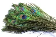 6pcs Natural Peacock Feathers Tail Herls Quills Wet Streamers Fly Tying Material