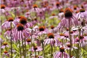 Echinacea Pallida - Pale Purple Coneflower seeds