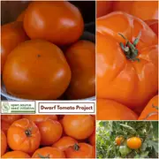 Tomato - Loxton Lad seeds
