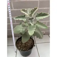 在飛比找蝦皮購物優惠-多肉 仙人掌 植物 Kalanchoe 景天科伽藍菜屬 兔耳