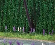 8 wild lupins HO/OO gauge Busch BUS9792