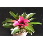 桃紅五彩積水鳳梨  中大型  售子株  NEOREGELIA  純色系五彩積水鳳梨