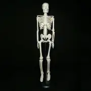 New 45cm Mini Human Recreational Skeleton Anatomical Model