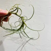 在飛比找蝦皮購物優惠-「有植氛圍」空氣鳳梨-Tillandsia crocata 